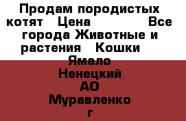 Продам породистых котят › Цена ­ 15 000 - Все города Животные и растения » Кошки   . Ямало-Ненецкий АО,Муравленко г.